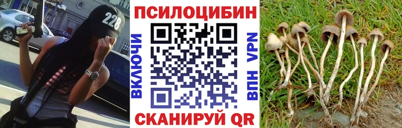 Псилоцибиновые грибы Psilocybine cubensis  Приморск 